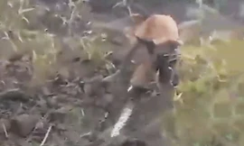 Ảnh cắt từ video.