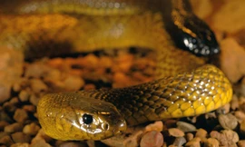 Những loài rắn độc nhất thế giới