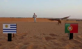 Tiên tri chim cắt dự đoán Bồ Đào Nha sẽ giành chiến thắng trước Uruguay,