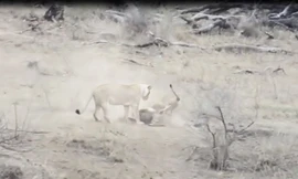 VIDEO: Sư tử đực vô tình cứu lợn rừng thoát khỏi ‘tử thần’