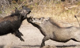 Trận đánh quyết liệt giữa hai con lợn lòi đực