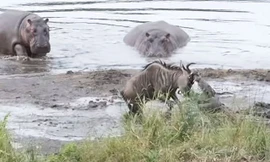 Sốc nặng trước cảnh hà mã tấn công cá sấu cứu sống linh dương đầu bò