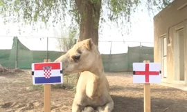 Lạc đà Shaheen dự đoán Anh sẽ là đội bại trận trước Croatia.