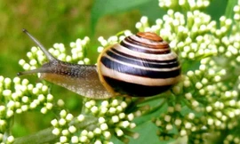 Top 10 loài động vật chậm chạp nhất thế giới tự nhiên