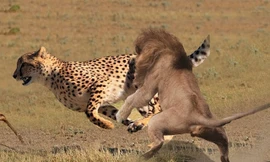 Sư tử đực tấn công và ăn thịt báo đốm