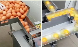 Cận cảnh máy tách lòng đỏ trứng tự động siêu nhanh, siêu chính xác