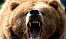 Tổng hợp những trận đánh ‘sinh tử’ của loài gấu 