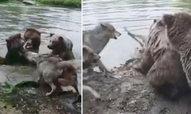 Bầy chó sói cố gắng ngăn cản gấu giết chết đồng loại nhưng bất thành.