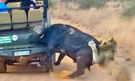 Trâu rừng bị sư tử tóm gọn.
