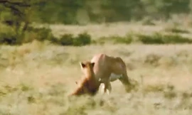 VIDEO: Dính đòn hiểm của linh dương, báo săn bị thương nặng