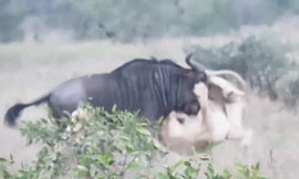 VIDEO: Sư tử ‘nhừ tử’ vì bị linh dương đầu bò phản đòn