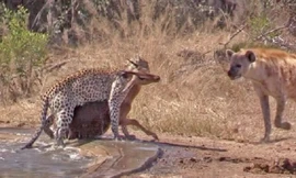 Vào miệng cá sấu và báo hoa mai, linh dương vẫn thoát chết thần kỳ