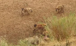 VIDEO: Sư tử bị đàn linh cẩu cắn xé tơi tả