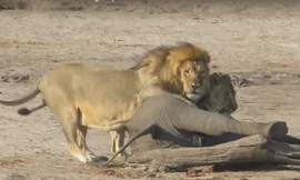 Voi con gục ngã thương tâm dưới nanh vuốt sư tử