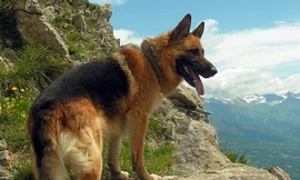 Chó Berger Đức, giống chó thông minh và trung thành 