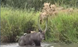 Sư tử 'thủy chiến' với linh dương
