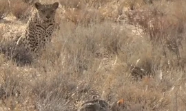 Mèo hoang từ kẻ đi săn trở thành kẻ bị săn 