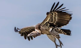 Chiêm ngưỡng 10 loài chim bay cao nhất thế giới