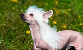 Những đặc điểm thú vị của giống chó không lông Trung Quốc