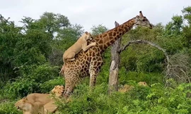 Bầy sư tử cố gắng hạ gục hươu cao cổ.