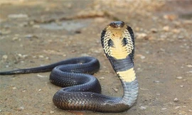 Hổ mang Ai Cập, loài rắn trong truyền thuyết và đời thực