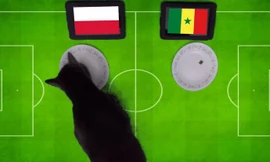 Tiên tri mèo dự đoán Ba Lan là đội sẽ giành chiến thắng.