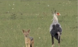 Chó rừng đối mặt chim thư ký