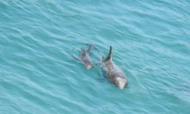 Cá heo liều mạng sử dụng cách săn mồi mới