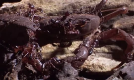 Cua bất lực để đàn kiến xâu xé cơ thể