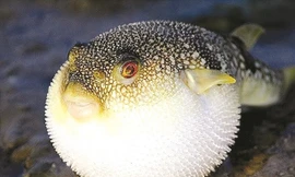 Những loài động vật cả đời chung thủy với một bạn tình