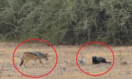 Mới được chó rừng cứu, lửng mật đã trở mặt