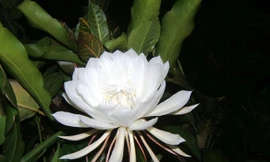 Top 5 loài hoa đắt đỏ nhất hành tinh