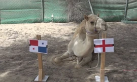 Lạc đà Shaheen dự đoán Anh sẽ đánh bại Panama.