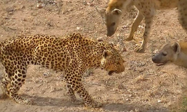 Linh cẩu vừa cướp mồi vừa đánh báo hoa mai trọng thương 