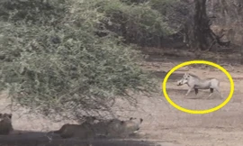 VIDEO: Lợn rừng cả gan ‘trêu ngươi’ 5 con sư tử