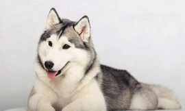 Những đặc điểm về ngoại hình và hành vi của giống chó Husky