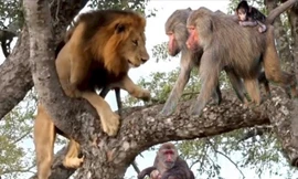 Clip: Sư tử so tài leo cây với khỉ và cái kết ‘đau lòng’