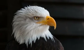 10 loài động vật kỳ thú chỉ có ở Bắc Mỹ 