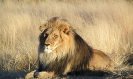 Một số điều thú vị và ít biết về loài sư tử