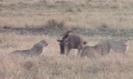 Linh dương đầu bò dũng mãnh chiến đấu với 4 con báo