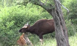 VIDEO: Hổ trổ tài săn bò tót cực kỳ điêu luyện