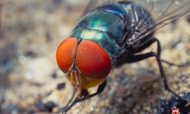 Các loài động vật nhìn thế giới như thế nào? 