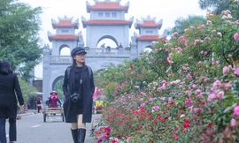 Con đường hoa hồng tuyệt đẹp sẵn sàng cho lễ hội hoa Mê Linh