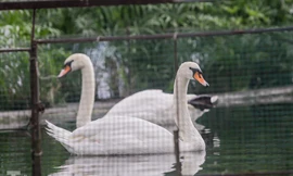 Cận cảnh những con thiên nga còn sót lại ở hồ Thiền Quang