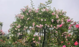 Làng hoa Mê Linh tất bật chuẩn bị festival hoa lần đầu tiên