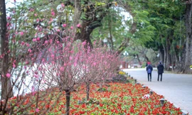 Đào bung sắc bên thảm hoa rực rỡ quanh Hồ Gươm đón Tết Nhâm Dần 2022