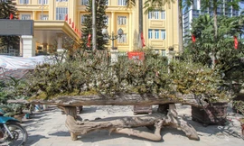 Độc đáo nhất chi mai 'thế rồng' có giá hơn 200 triệu xuống phố Hà Nội