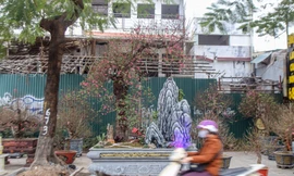 Xuất hiện gốc đào cổ thụ khủng giá 200 triệu trên phố Hà Nội