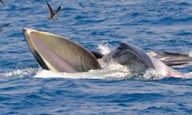 Hai mẹ con cá voi xuất hiện ở biển Bình Định