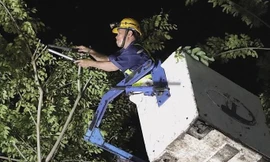 Hình ảnh xuyên đêm cắt tỉa nhánh cây ở TPHCM